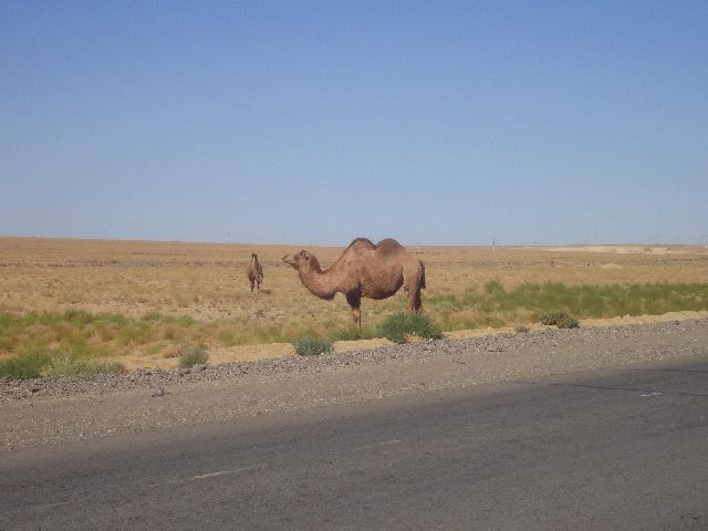 Baiconyr to Aktobe 018.jpg